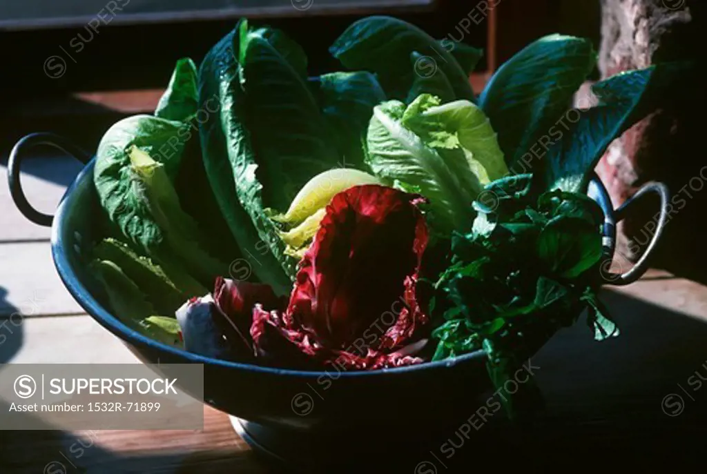 Salad leaves in colander