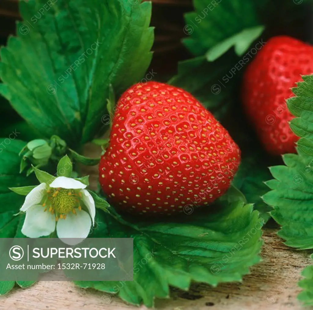 Strawberries - close-up with leaves and flowers (basket behind)