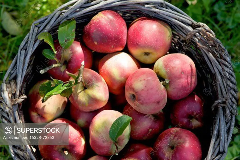 Red apples in a basket in a field