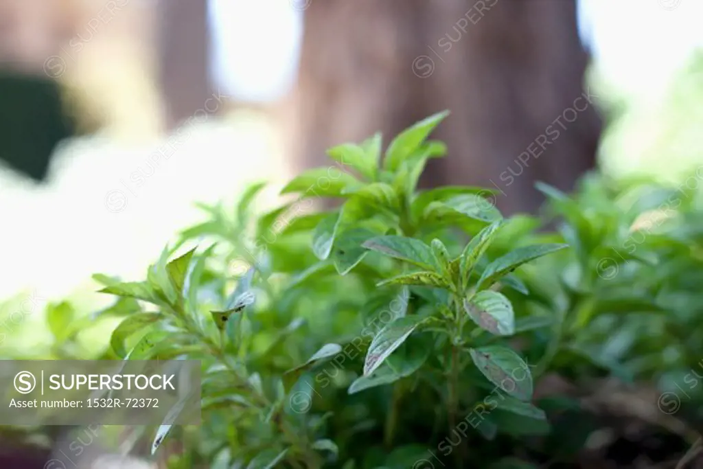 Fresh mint in the open air