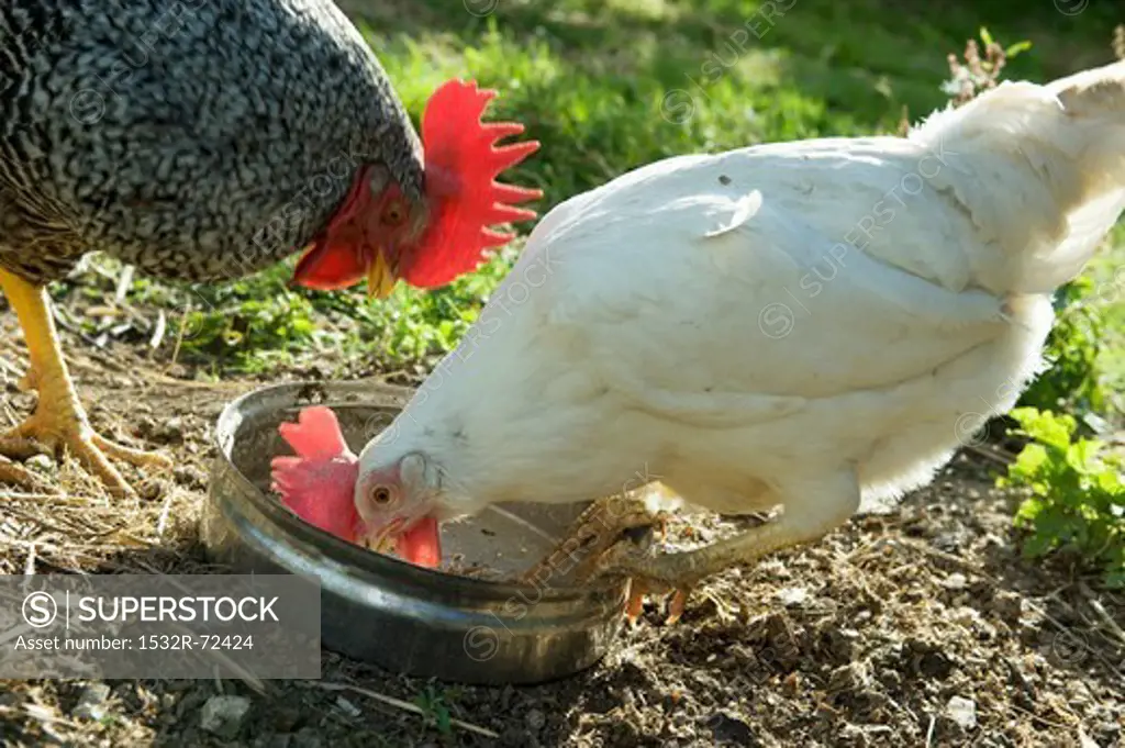 A hen pecking food out of a dish