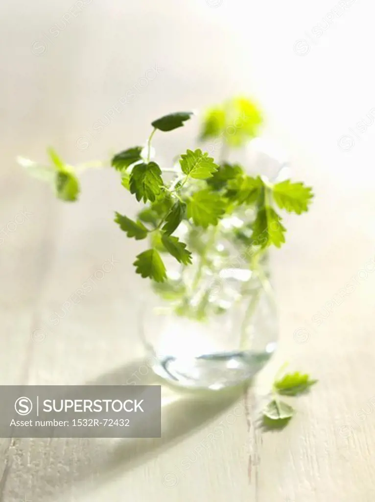 Fresh salad burnet in a glass of water