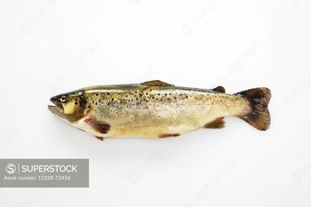 A brook trout on a white surface