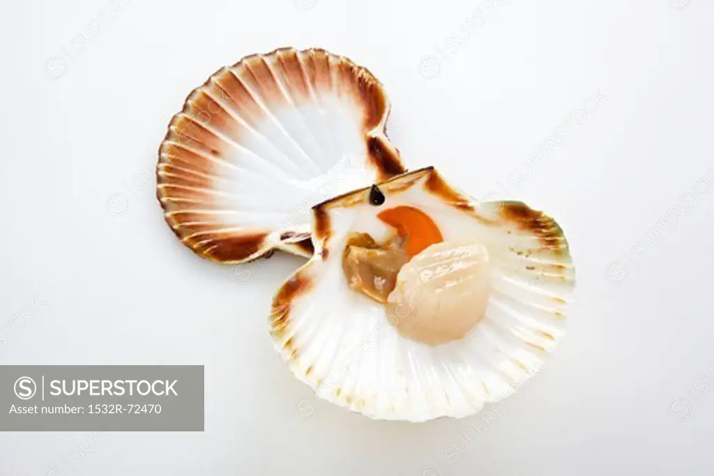 An opened scallop on a white surface