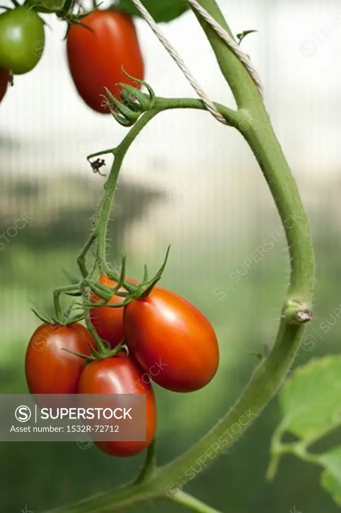 Plum tomatoes on the plant