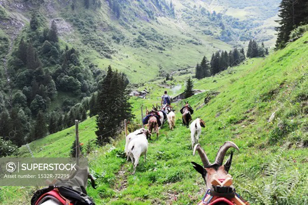 High on the Alps with pack goats in the canton of Glarus