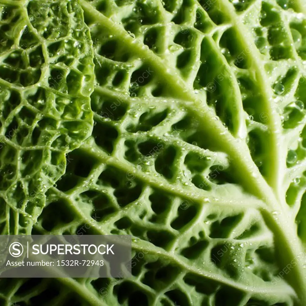 Savoy cabbage leaf (close-up)