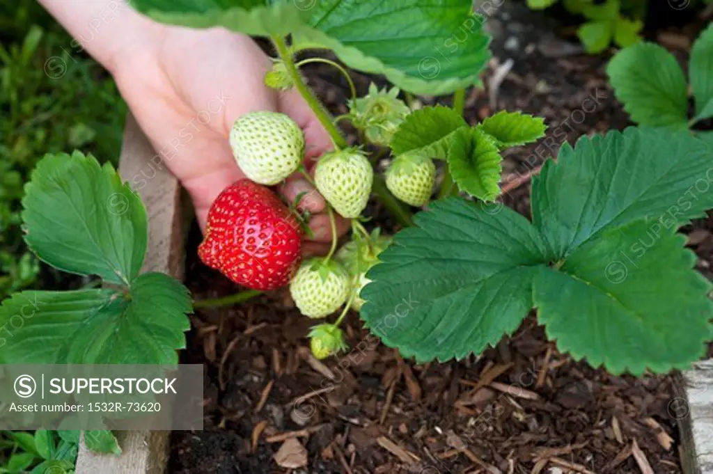 A hand reaching for a ripe strawberry in a wooden crate, 8/23/2013