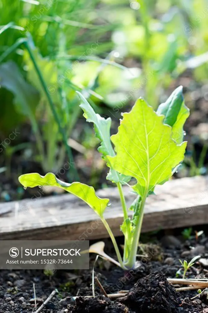 A kohlrabi plant in a vegetable bed (close-up), 8/23/2013