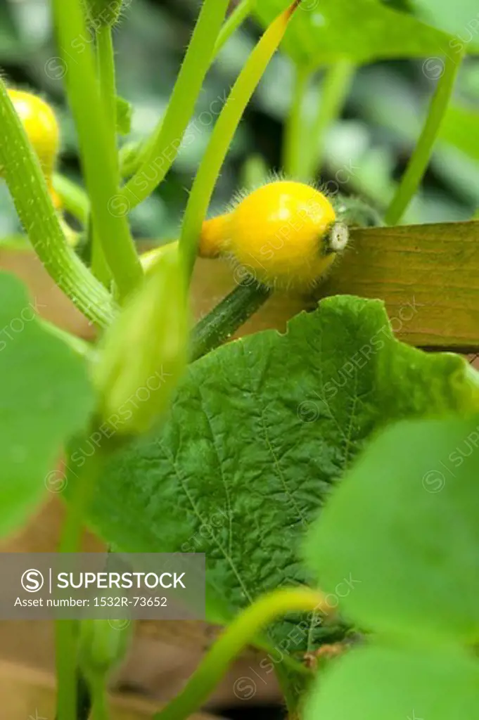 Small Hokkaido squashes on the plant in a raised bed, 8/23/2013