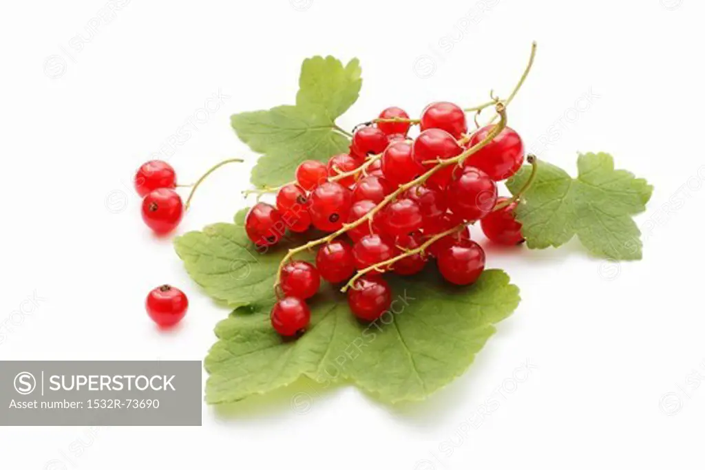 Redcurrants on a leaf, 8/23/2013