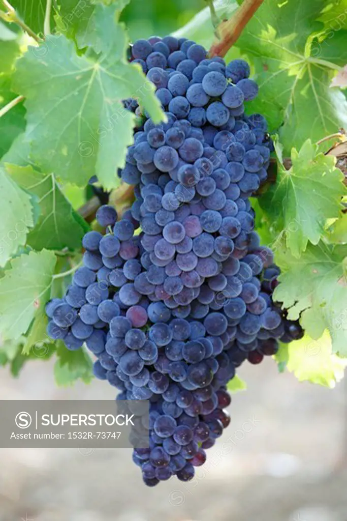 Black grapes on the vine, 8/23/2013