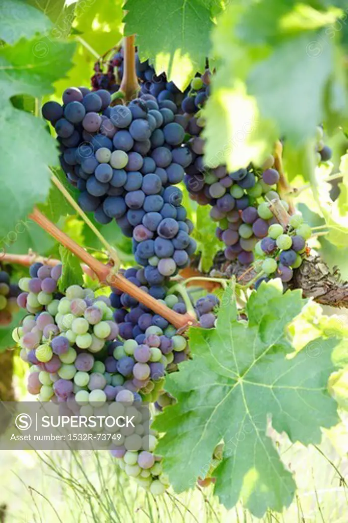 Black grapes on the vine, 8/23/2013