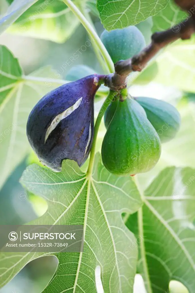 Fresh figs on the tree (close-up), 8/28/2013