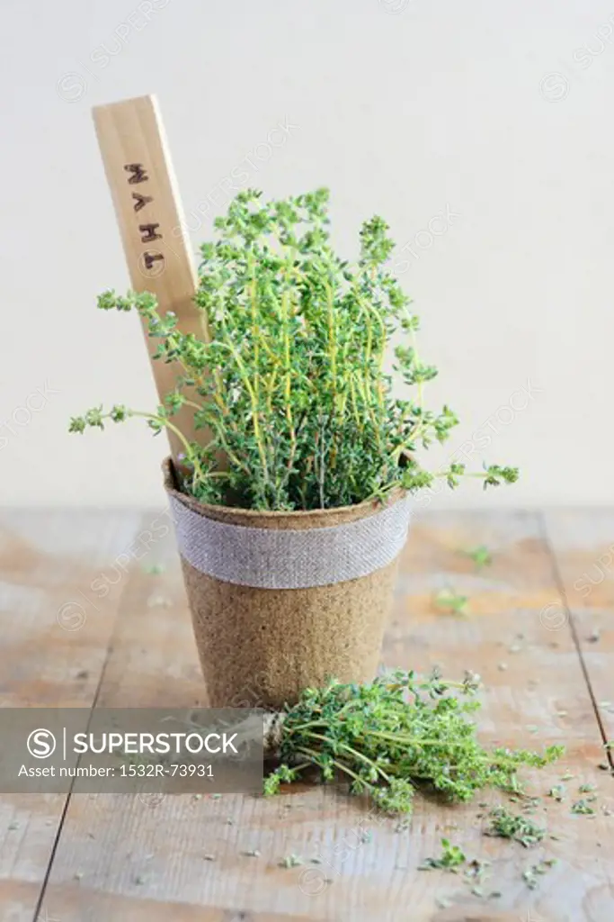 Thyme in a pot, 8/30/2013