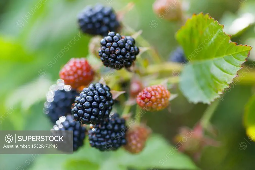 Ripe and unripe blackberries on the bush, 8/31/2013