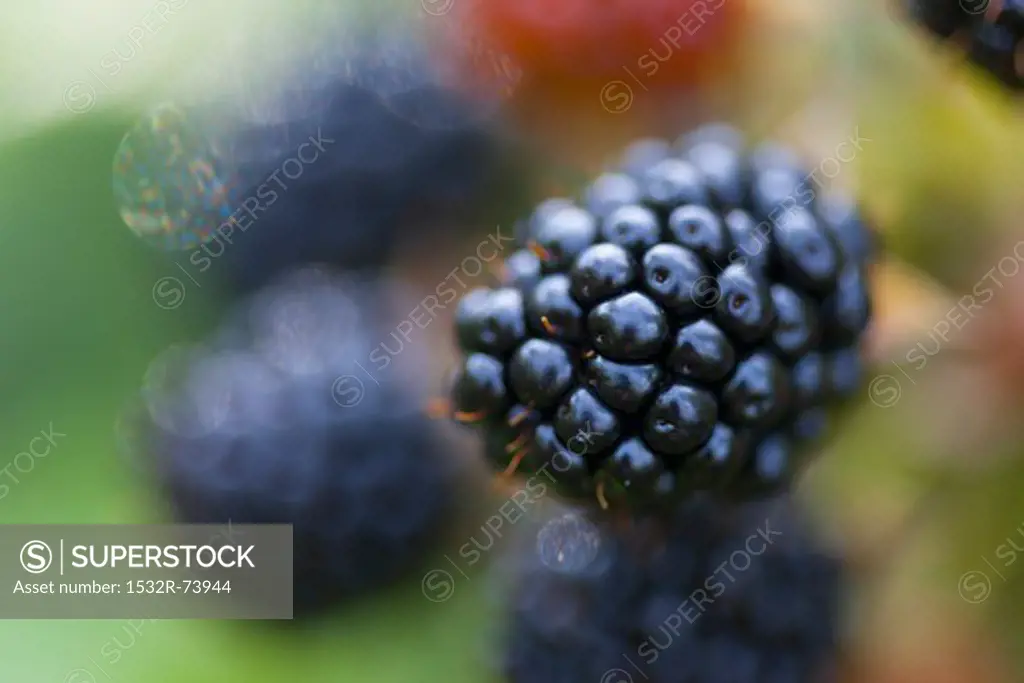 A blackberry on the bush (close-up), 8/31/2013