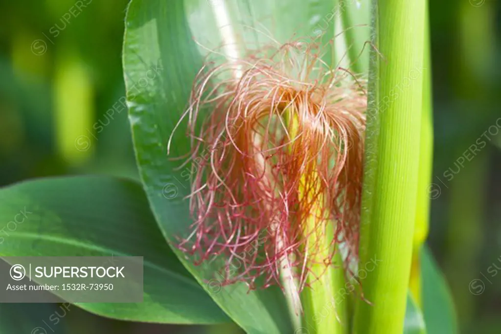 A corn plant in the field (close-up), 8/31/2013