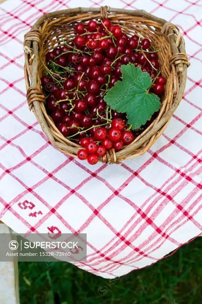 Redcurrants in a basket on a table outdoors, 8/31/2013