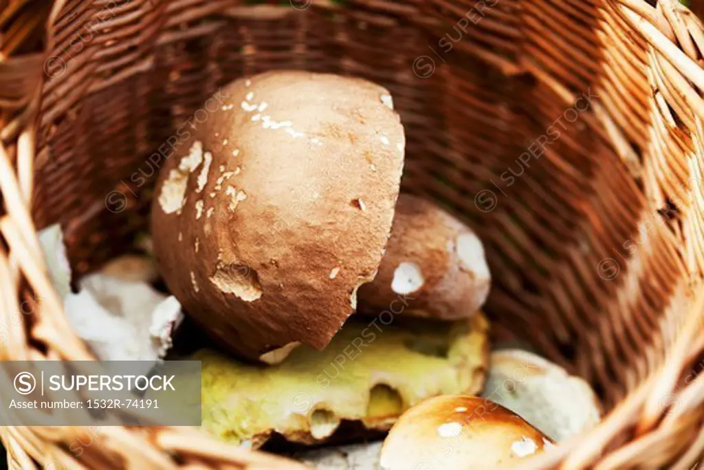 Fresh wild mushrooms in a basket (close-up), 9/4/2013