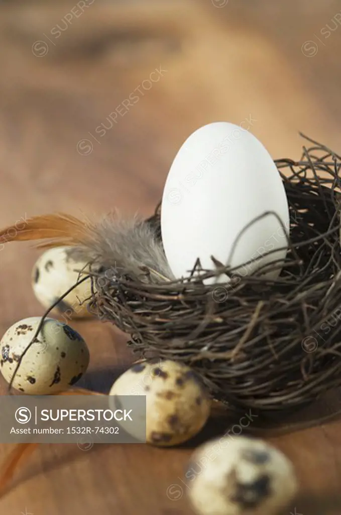 A white egg in an Easter nest, with quail's eggs to one side, 9/5/2013