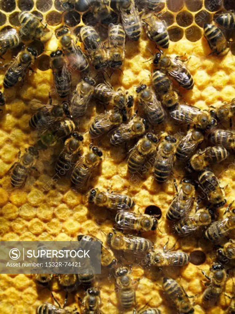 Bees on honeycomb (view from above), 9/10/2013