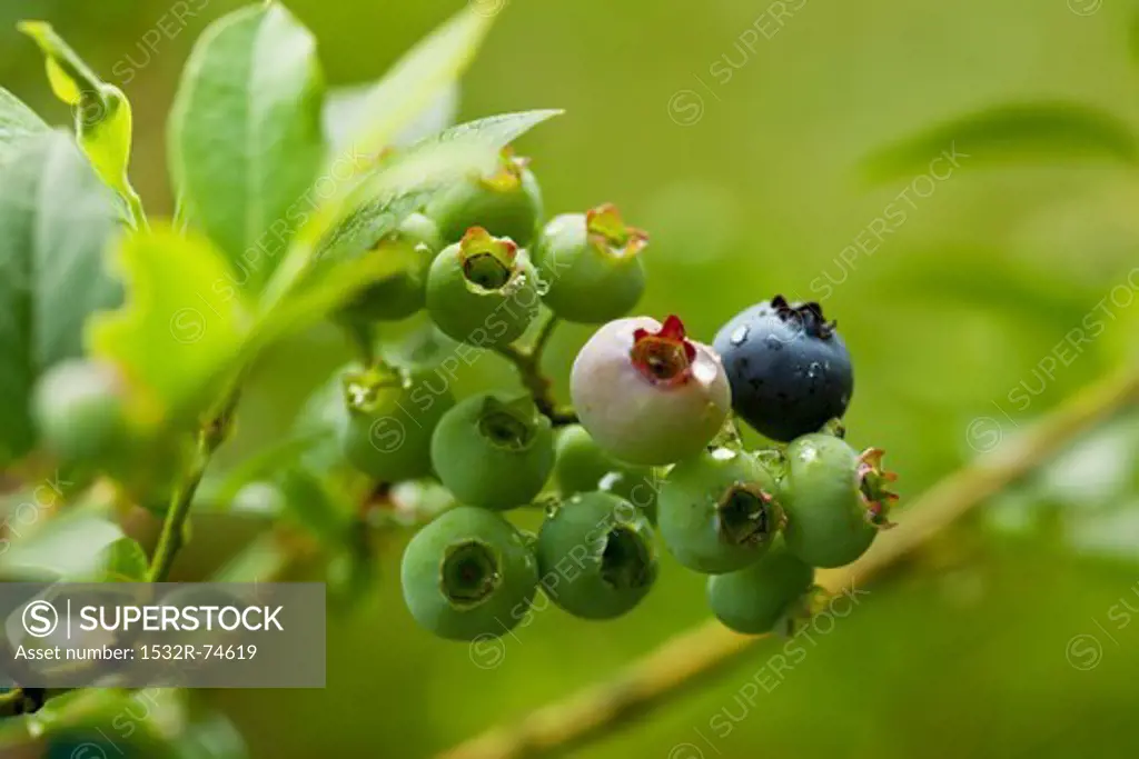 Unripe blueberries on the bush, 9/12/2013