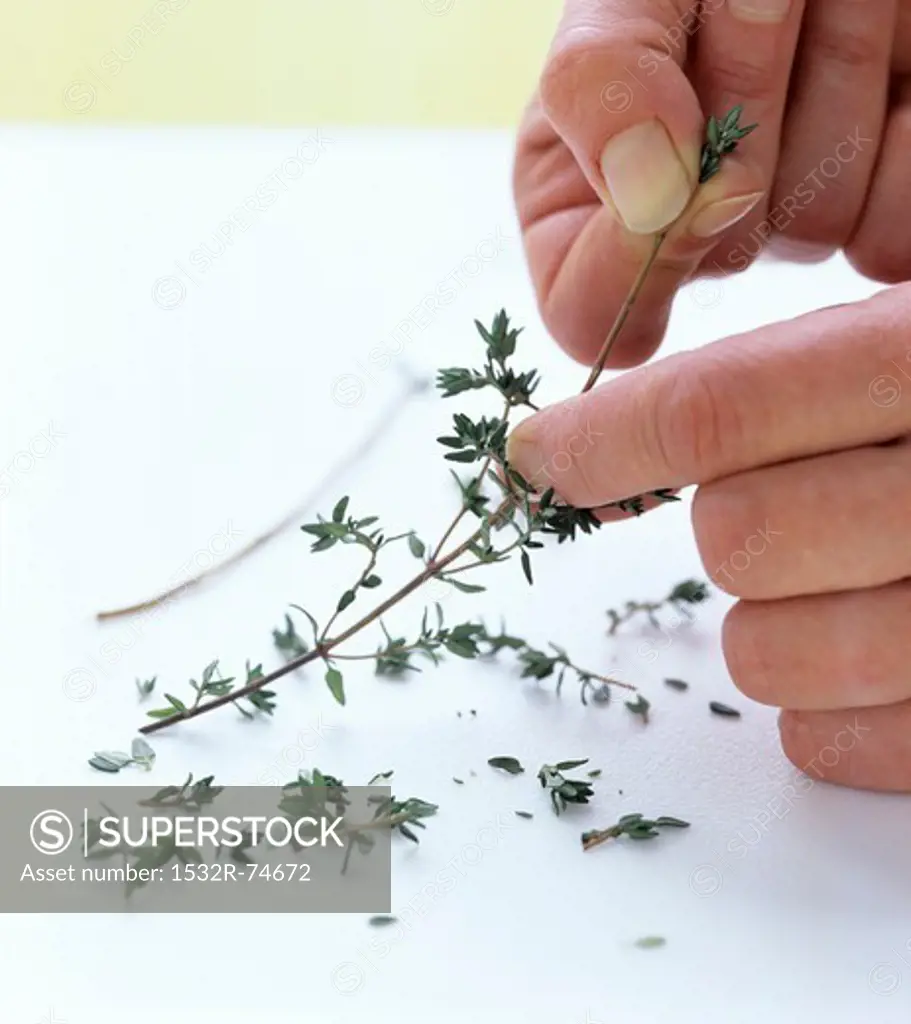 Thyme leaves being plucked off the stem, 9/18/2013