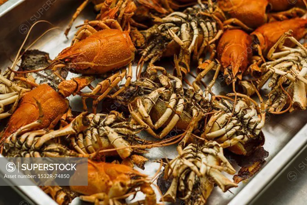 Roasted crayfish bones, 9/18/2013
