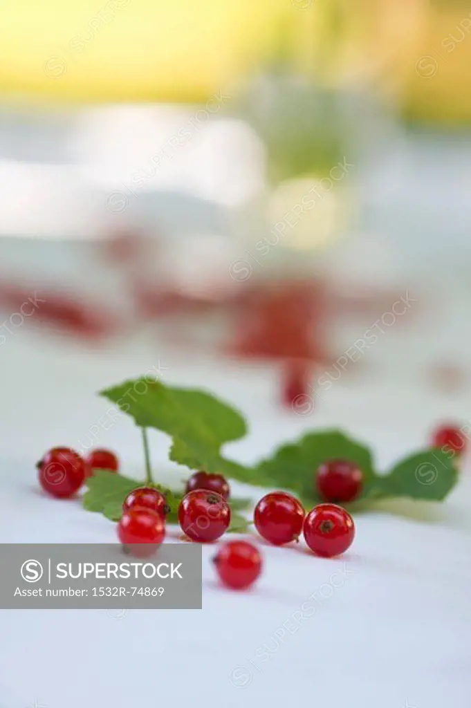 Redcurrants on a table in the garden, 9/19/2013