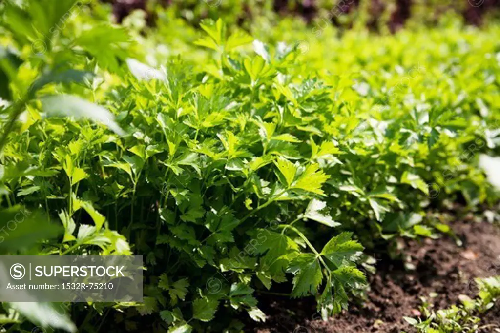 Flat-leaf parsley growing in a bed, 10/1/2013