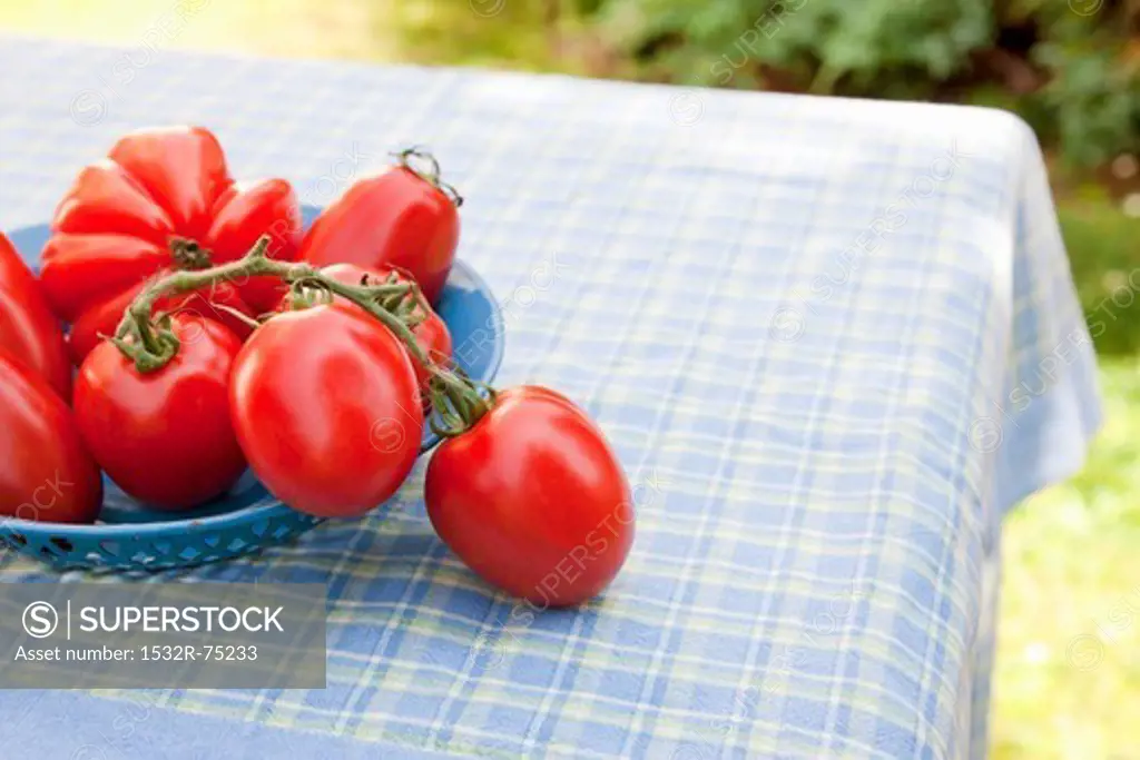 Assorted tomatoes (beef, vine and plum tomatoes) in a blue enamel bowl on a table in the garden, 10/1/2013