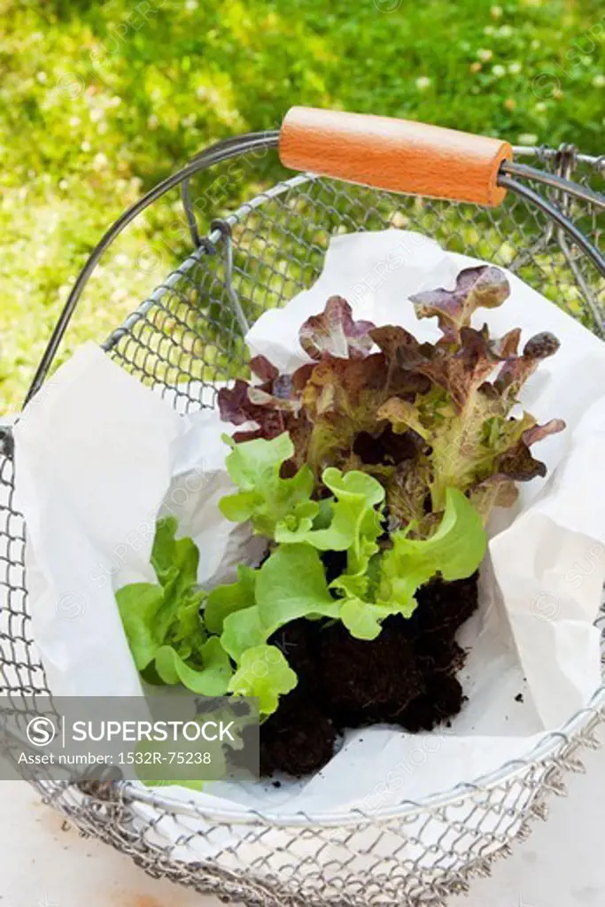 Young lettuce plants with soil (oak leaf lettuce) in a wire basket, 10/1/2013