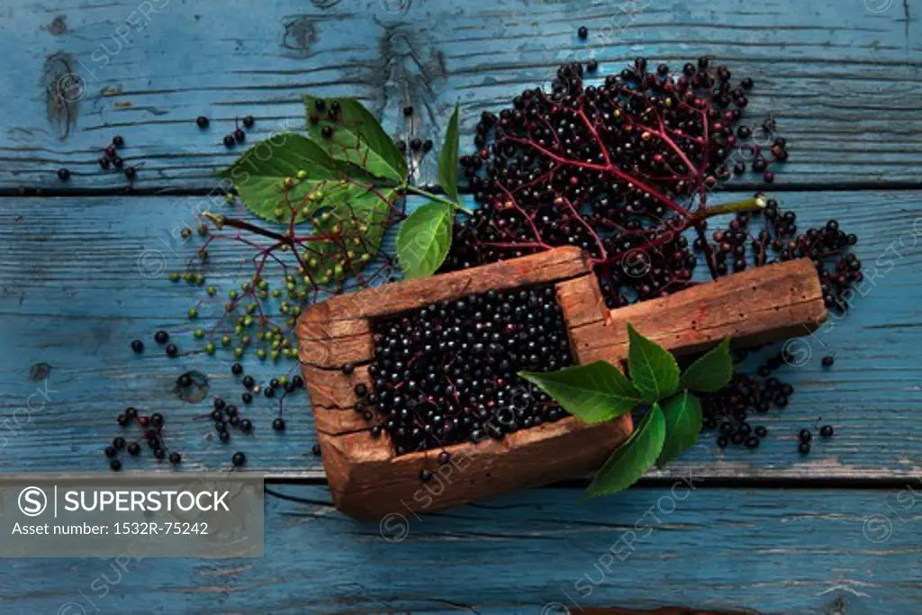 Elderberries in a wooden scoop, in bunches, and individually, with leaves on a weathered wooden surface, 10/1/2013