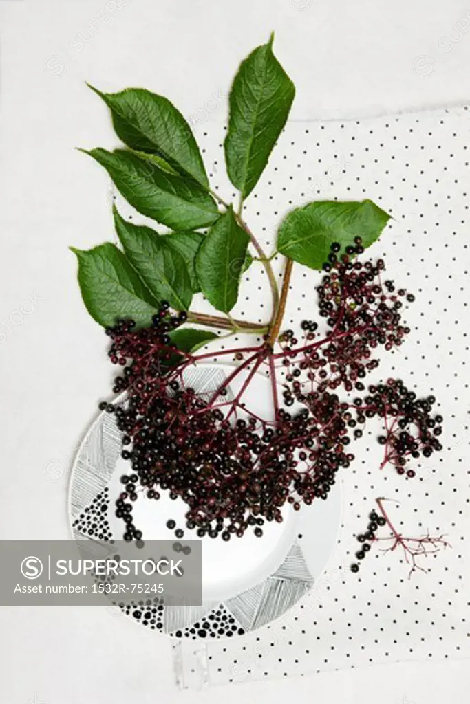 A bunch of elderberries with leaves, on a plate and on a cloth, 10/1/2013
