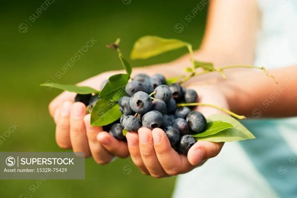 Blueberries held in a girl's hands, 10/9/2013