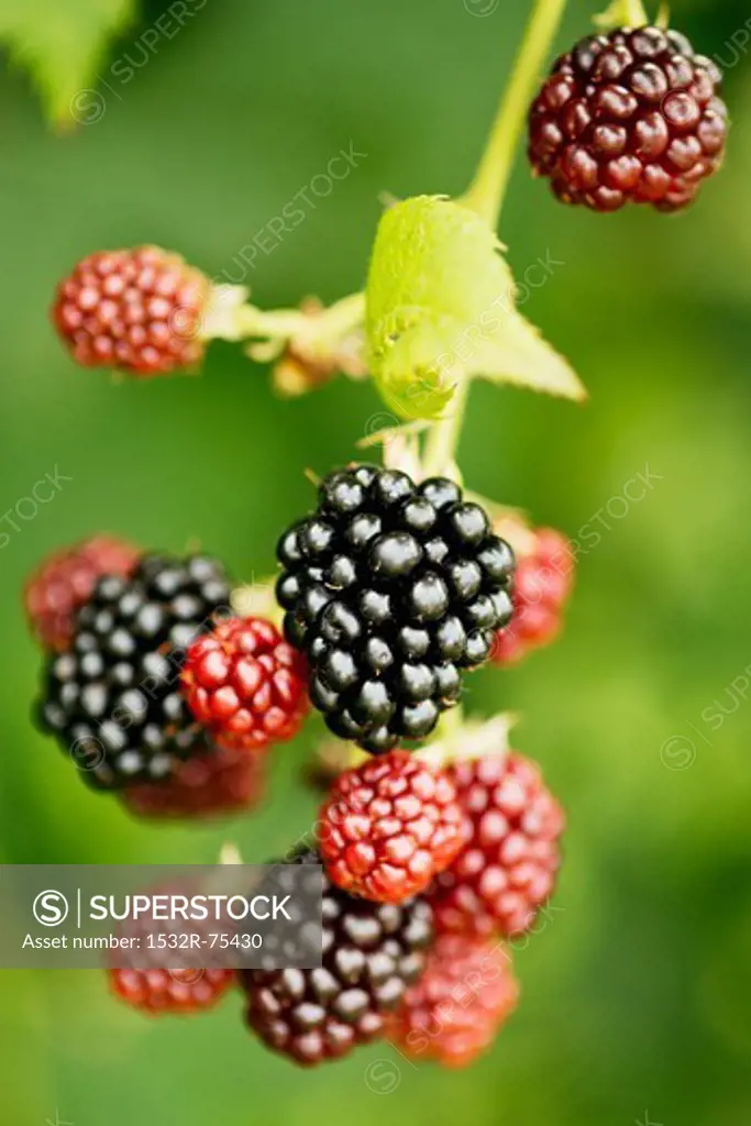 Ripe and unripe blackberries on the bush, 10/9/2013