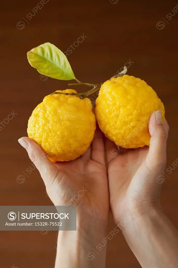 Hands holding two lemons, 10/15/2013