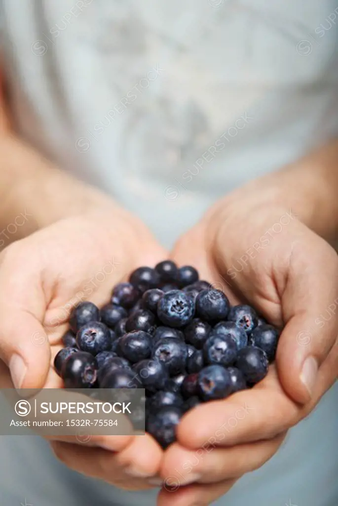 A man's hands holding fresh blueberries, 10/17/2013