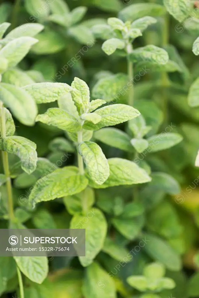 Peppermint Menta Vadstena (Mentha × piperita) growing in garden, 10/25/2013