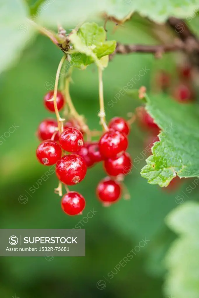 Red currants (Ribes rubrum) growing in a garden, 10/25/2013