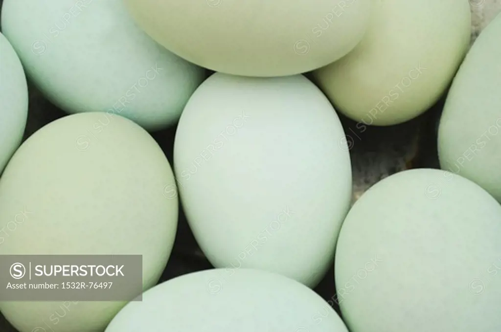 pastel blue and green eggs (close up), 11/11/2013