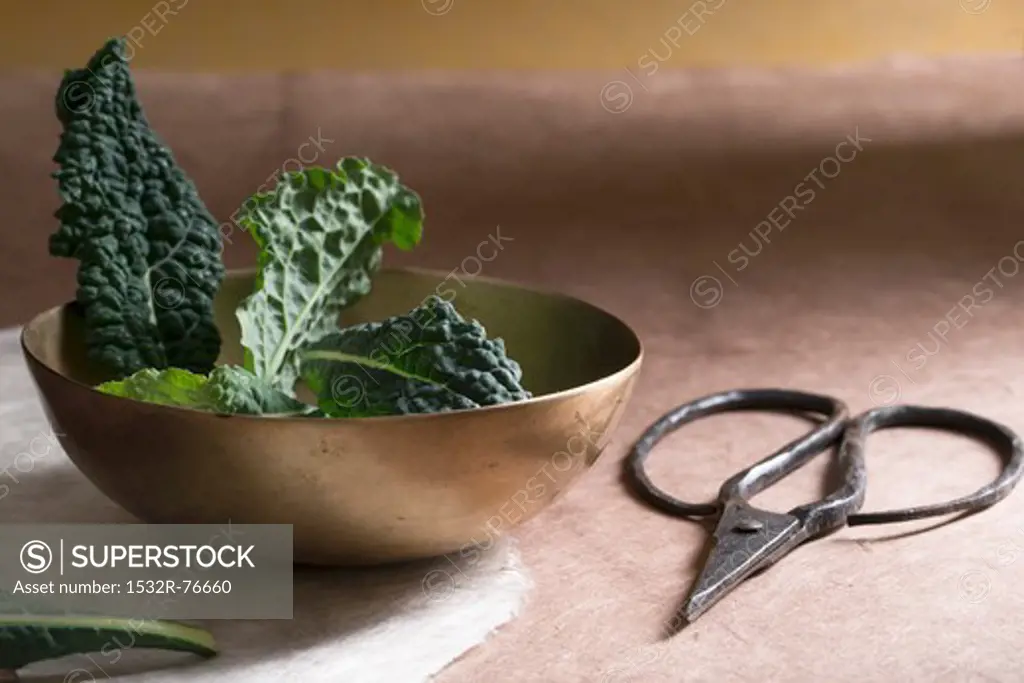 Cavolo nero in a bowl, with scissors to one side, 11/18/2013