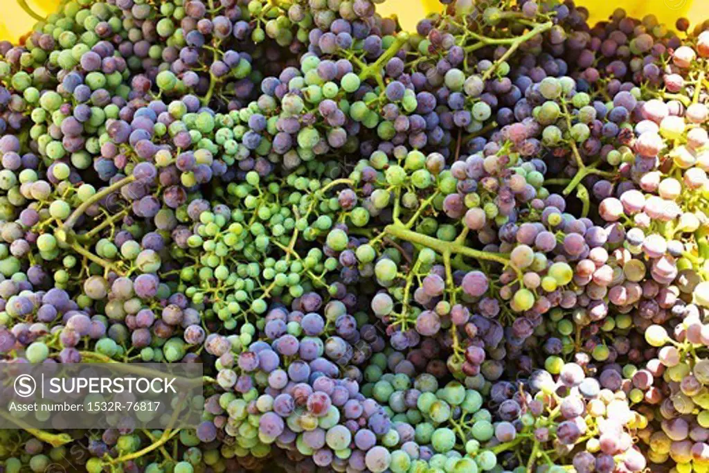 A harvest of unripe Zweigelt grapes for making verjus, 11/25/2013