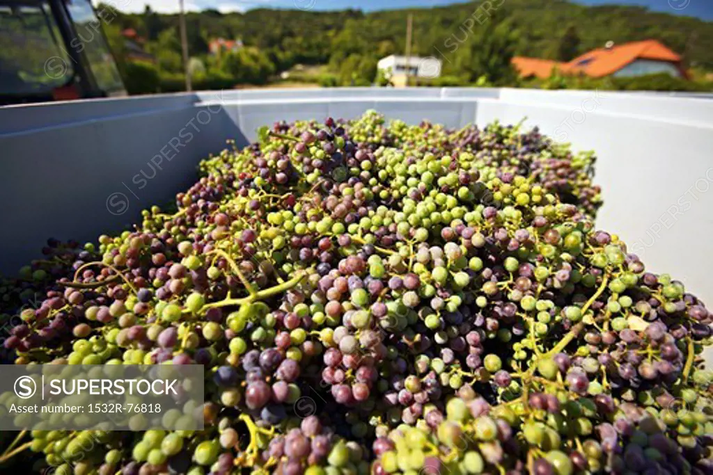 A harvest of unripe Zweigelt grapes for making verjuice, 11/25/2013