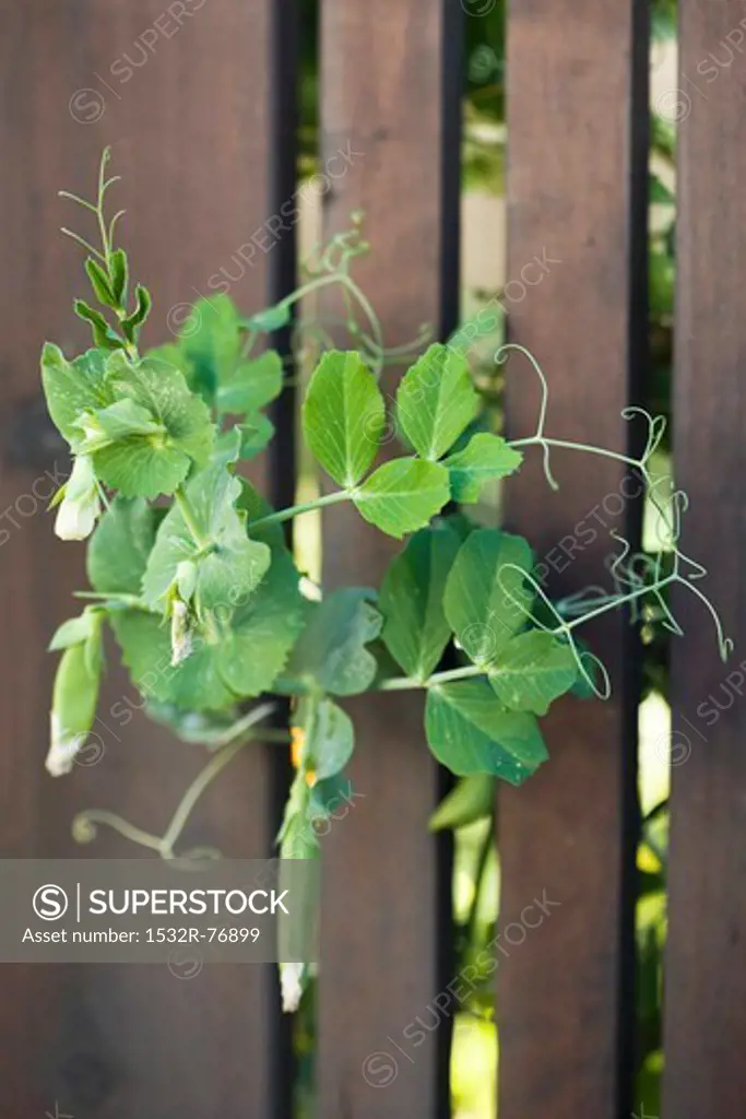 Sweet Pea Vines Growing through a Fence, 11/29/2013