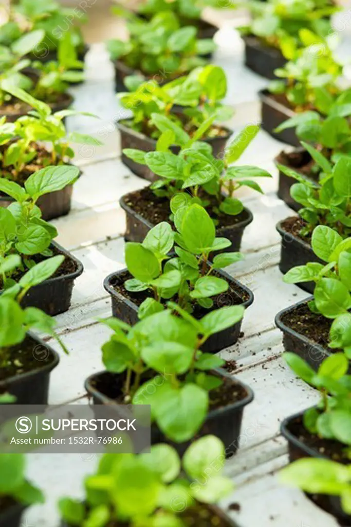 Small peppermint plants, 12/2/2013