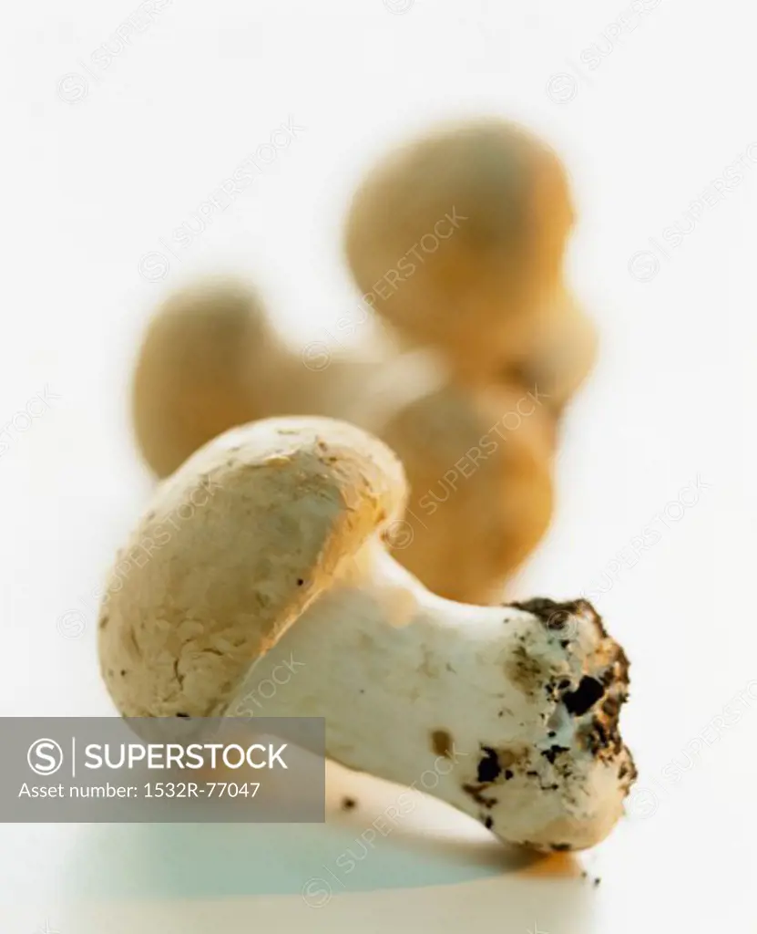Fresh chestnut mushrooms, 12/2/2013