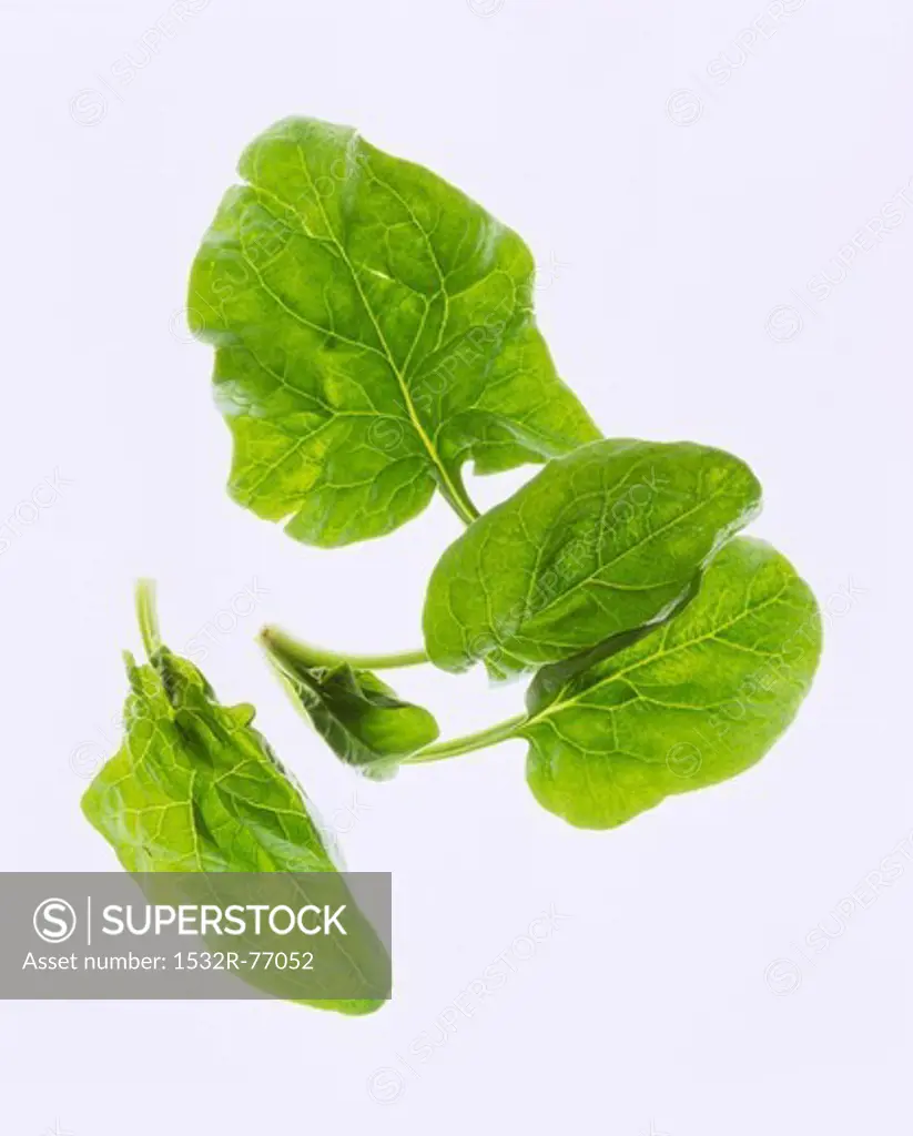 Spinach leaves against a white background, 12/2/2013