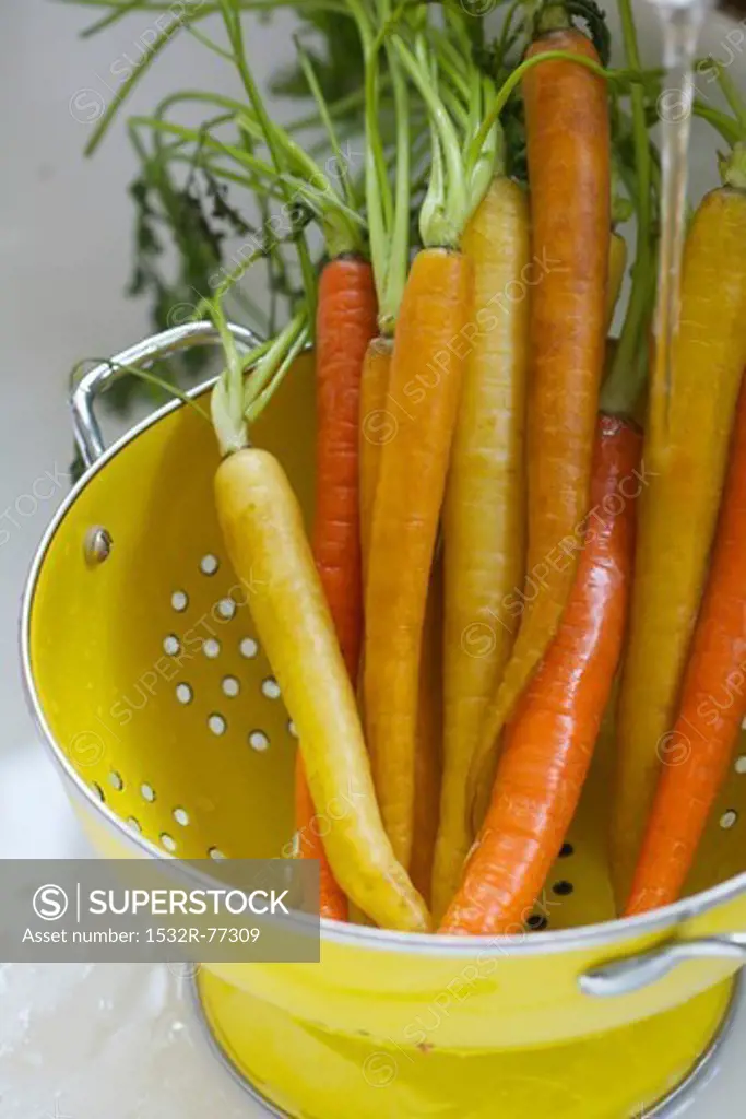 Orange and Yellow Carrots in a Colander, 12/10/2013
